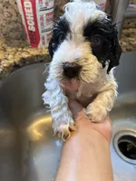 Joey, a male Miniature Australian Shepherd and Miniature Bernedoodle for sale in Mount Juliet, TN – 3 of 4