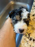 Monica, a female Miniature Australian Shepherd and Miniature Bernedoodle for sale in Mount Juliet, TN – 2 of 4