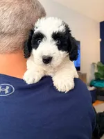 Joey, a male Miniature Australian Shepherd and Miniature Bernedoodle for sale in Mount Juliet, TN – 2 of 4