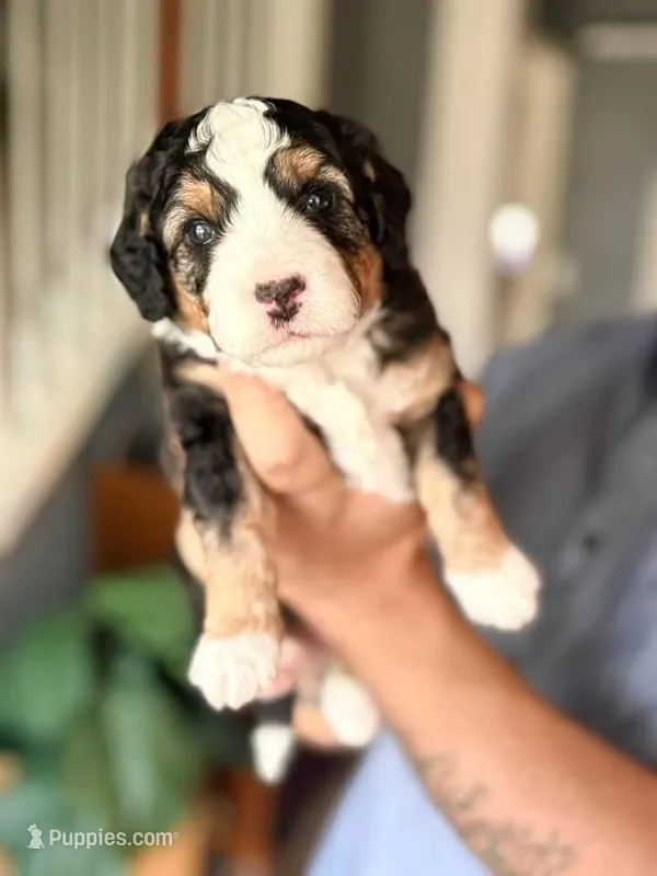 Monica – Miniature Australian Shepherd, Miniature Bernedoodle puppy for sale in Mount Juliet, TN