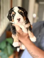 Monica, a female Miniature Australian Shepherd and Miniature Bernedoodle for sale in Mount Juliet, TN – 1 of 4