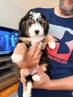 Monica, a female Miniature Australian Shepherd and Miniature Bernedoodle for sale in Mount Juliet, TN – 3 of 4