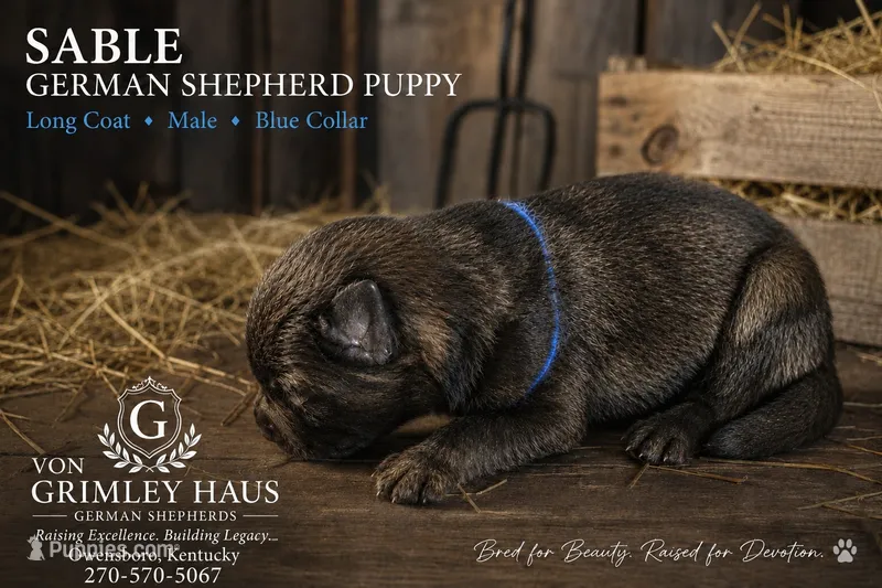 Blue puppy  – German Shepherd Dog puppy for sale in Maceo, KY