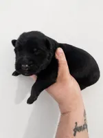 Hades, a male German Shepherd Dog for sale in Maceo, KY – 4 of 4