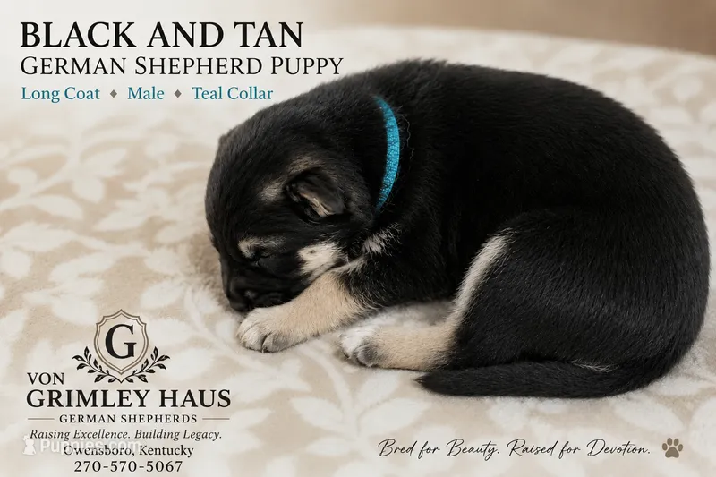 Teal puppy  – German Shepherd Dog puppy for sale in Maceo, KY