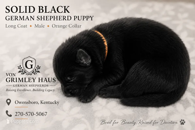 Orange male – German Shepherd Dog puppy for sale in Maceo, KY
