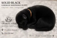 Orange male, a male German Shepherd Dog for sale in Maceo, KY – 1 of 1