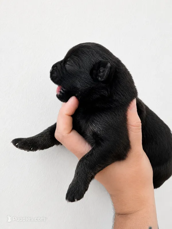 Thor – German Shepherd Dog puppy for sale in Maceo, KY