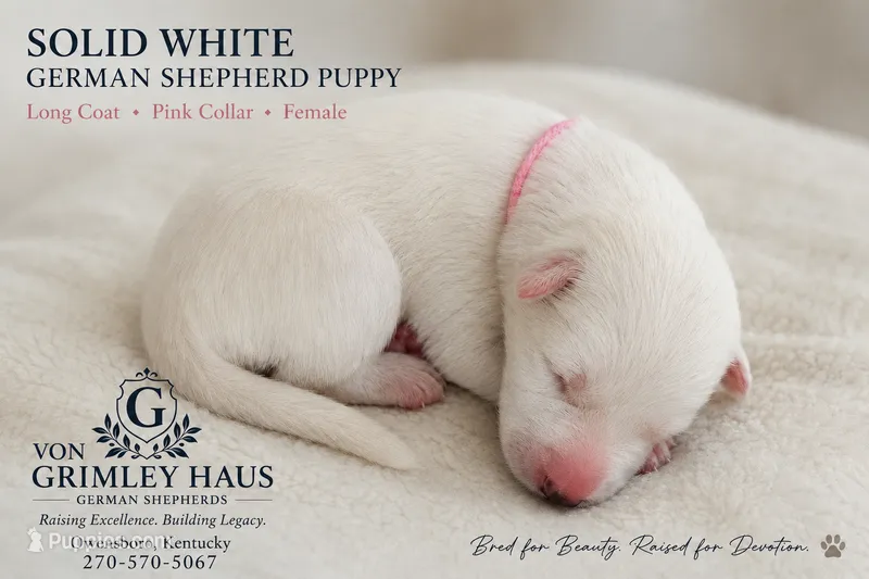 Pink female  – German Shepherd Dog puppy for sale in Maceo, KY