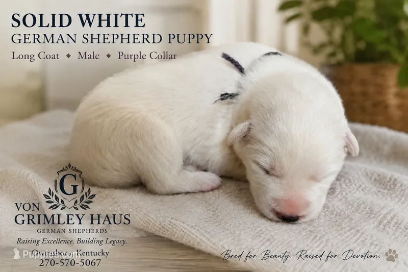 Purple male – German Shepherd Dog puppy for sale in Maceo, KY