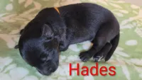 Hades, a male German Shepherd Dog for sale in Maceo, KY – 2 of 4