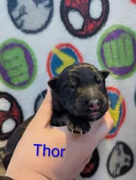 Thor, a male German Shepherd Dog for sale in Maceo, KY – 2 of 4
