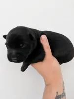 Hades, a male German Shepherd Dog for sale in Maceo, KY – 3 of 4