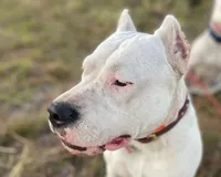 processed/dd9a42d7-e6dc-4658-a227-cc361c4999f8/listing/352ab54b-1b29-4451-bc5d-9ac34ae1bf58/53980388-b687-4327-be0b-4dd6a67cd42f