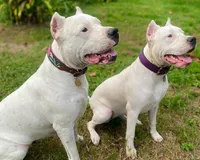 processed/dd9a42d7-e6dc-4658-a227-cc361c4999f8/listing/352ab54b-1b29-4451-bc5d-9ac34ae1bf58/75a3e878-756c-42c7-a7f1-4601bf6e3b00