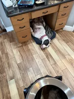 Harley , a female Dogo Argentino for sale in Eagle Lake, FL – Photo 5 of 5