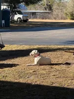 Harley , a female Dogo Argentino for sale in Eagle Lake, FL – Photo 1 of 5