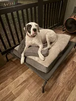 Harley , a female Dogo Argentino for sale in Eagle Lake, FL – Photo 3 of 5