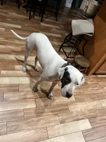 Harley , a female Dogo Argentino for sale in Eagle Lake, FL – Photo 2 of 5