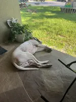 Harley , a female Dogo Argentino for sale in Eagle Lake, FL – Photo 4 of 5