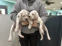 processed/dd9a42d7-e6dc-4658-a227-cc361c4999f8/listing/8a12466a-5a3b-4b72-b0fc-79d258f55f24/44a86cec-48bf-4792-b010-7eac60d37e53