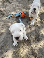 processed/dd9a42d7-e6dc-4658-a227-cc361c4999f8/listing/8a12466a-5a3b-4b72-b0fc-79d258f55f24/893a735f-abe8-47a1-93b7-0695b7b95ad8