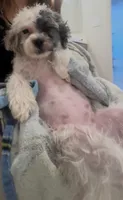 Channel, a female Maltipoo for sale in Torrance, CA – 1 of 4