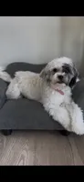 Channel, a female Maltipoo for sale in Torrance, CA – 2 of 4