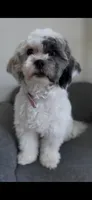 Channel, a female Maltipoo for sale in Torrance, CA – 4 of 4