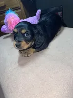 Margo, a female Miniature Dachshund for sale in Leesburg, NJ – Photo 1 of 10