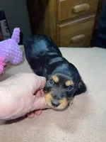 Margo, a female Miniature Dachshund for sale in Leesburg, NJ – Photo 6 of 10