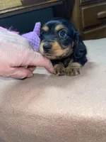 Margo, a female Miniature Dachshund for sale in Leesburg, NJ – Photo 10 of 10