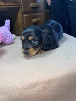 Margo, a female Miniature Dachshund for sale in Leesburg, NJ – Photo 2 of 10