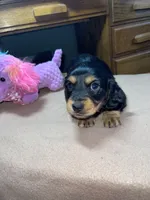 Margo, a female Miniature Dachshund for sale in Leesburg, NJ – Photo 8 of 10