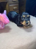 Margo, a female Miniature Dachshund for sale in Leesburg, NJ – Photo 5 of 10