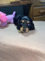 Margo, a female Miniature Dachshund for sale in Leesburg, NJ – Photo 3 of 10