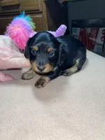 Stormy, a female Miniature Dachshund for sale in Leesburg, NJ – Photo 3 of 10