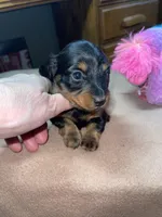 Stormy, a female Miniature Dachshund for sale in Leesburg, NJ – Photo 1 of 10