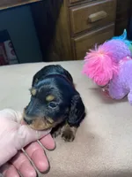 Stormy, a female Miniature Dachshund for sale in Leesburg, NJ – Photo 9 of 10