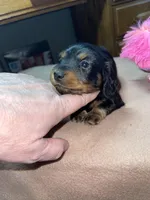 Stormy, a female Miniature Dachshund for sale in Leesburg, NJ – Photo 10 of 10