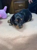 Stormy, a female Miniature Dachshund for sale in Leesburg, NJ – Photo 4 of 10