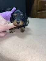 Stormy, a female Miniature Dachshund for sale in Leesburg, NJ – Photo 5 of 10