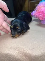 Stormy, a female Miniature Dachshund for sale in Leesburg, NJ – Photo 2 of 10