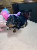 Stormy, a female Miniature Dachshund for sale in Leesburg, NJ – Photo 7 of 10