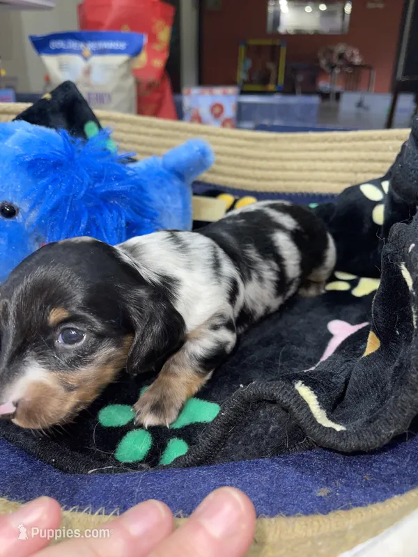 Thomas – Miniature Dachshund puppy for sale in Leesburg, NJ