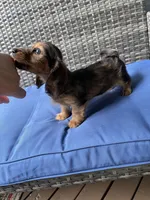 Bonnie, a female Miniature Dachshund for sale in Leesburg, NJ – 5 of 10