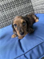 Bonnie, a female Miniature Dachshund for sale in Leesburg, NJ – 1 of 10