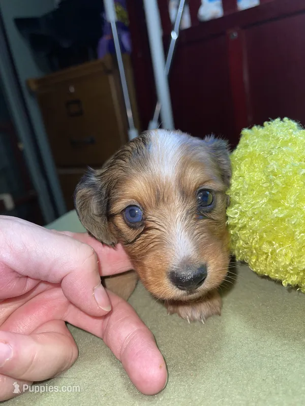 Timothy – Miniature Dachshund puppy for sale in Leesburg, NJ