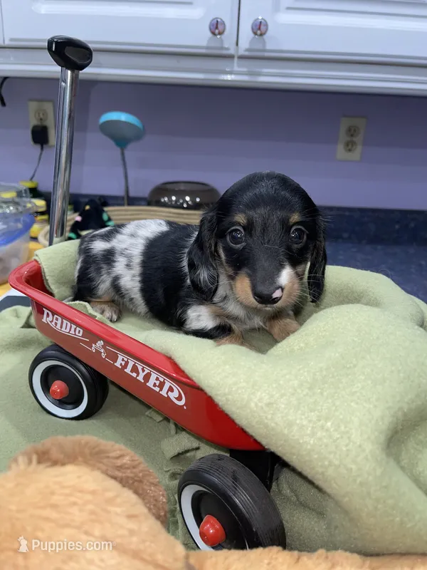 Thomas – Miniature Dachshund puppy for sale in Leesburg, NJ