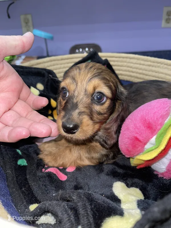 Bonnie – Miniature Dachshund puppy for sale in Leesburg, NJ